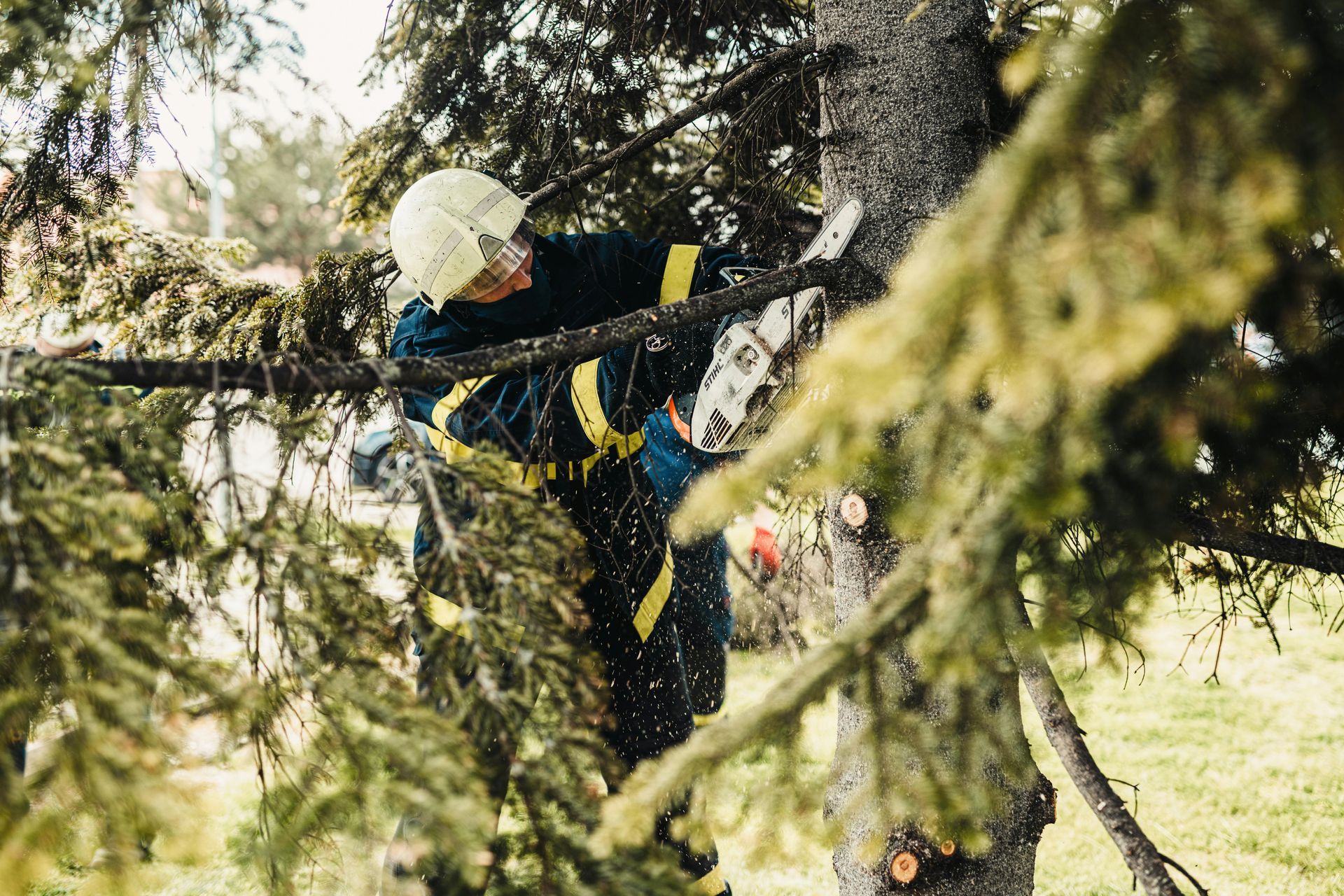 Precise Crown Reduction on a Historic Maple