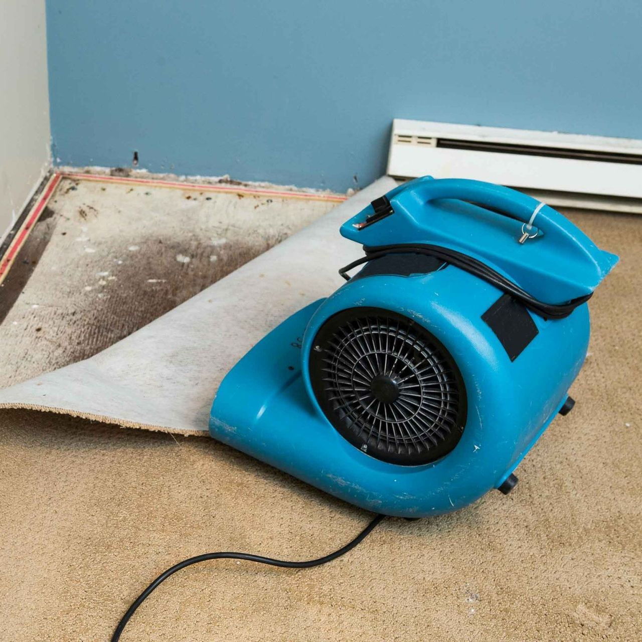 A blue fan is sitting on a carpet in a room A blue fan is sitting on a carpet in a room