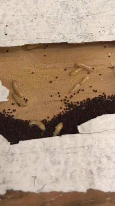 A bunch of termites are crawling on a piece of wood.