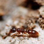 A close up of a brown ant crawling on a rock.