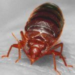 A close up of a bed bug on a white surface.
