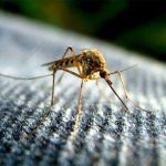 A mosquito is sitting on a piece of cloth.