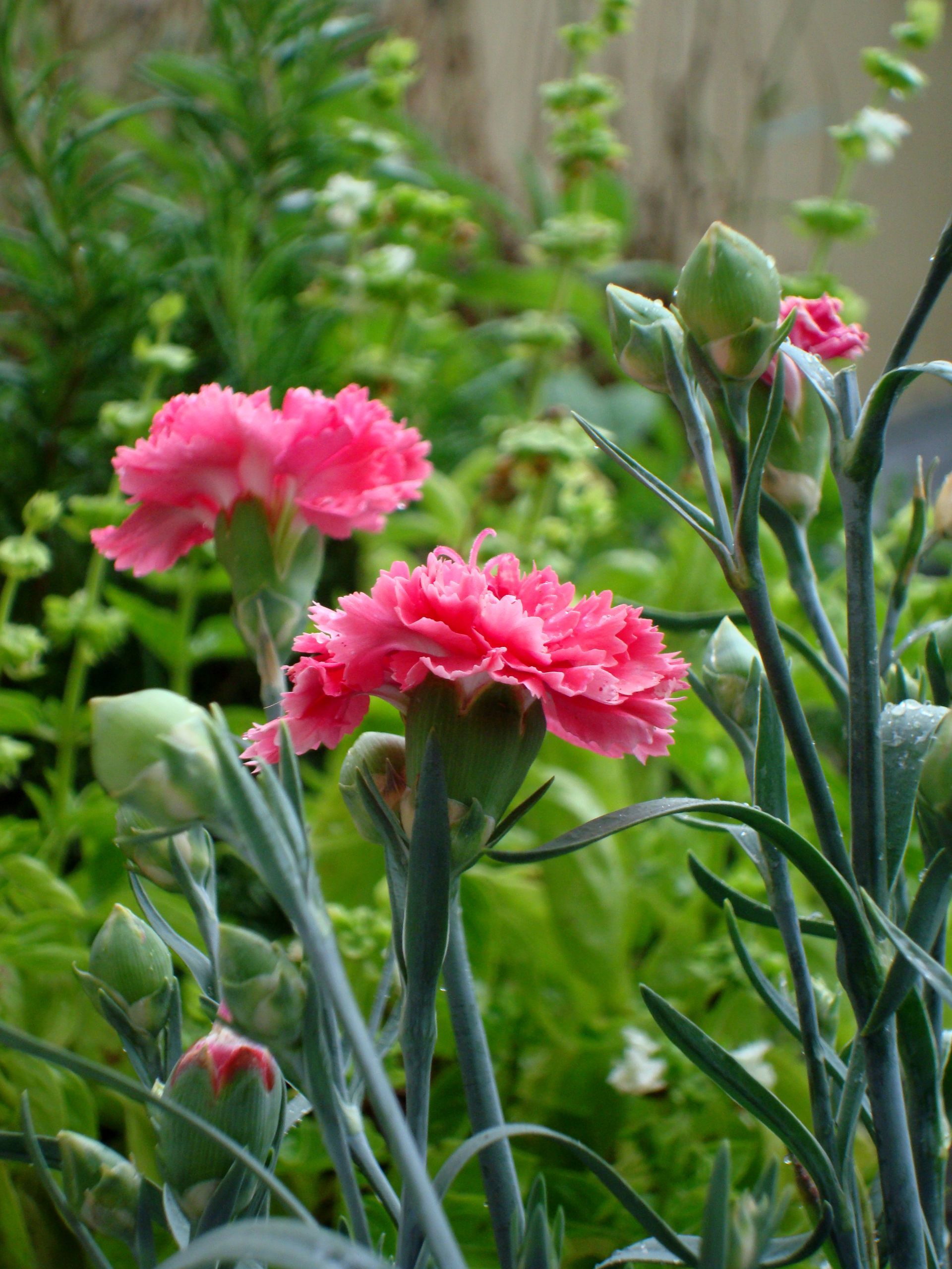 Pink carnations blooming in a garden with green foliage and buds.