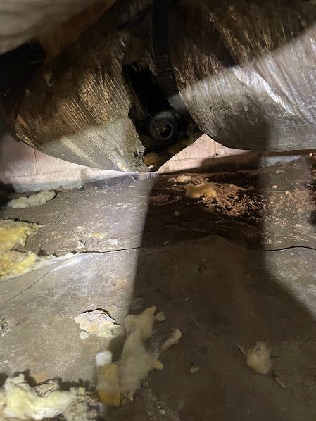 Small animal peering through torn insulation in a narrow attic crawl space