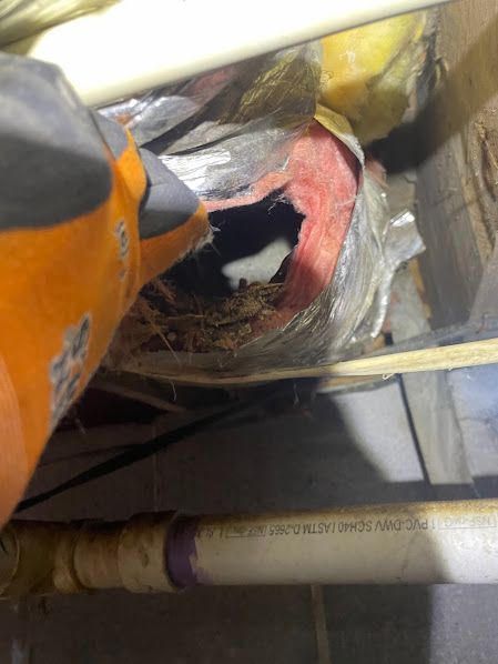 Close-up of damaged insulation around a pipe, with exposed wiring and orange tool tip visible.