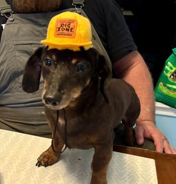 Small dachshund wearing a yellow “Big Dog” hat, sitting on a table with a person behind it.