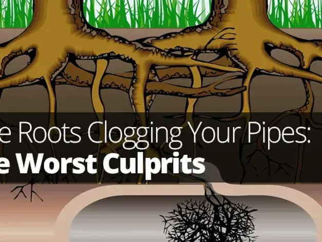 Illustration of tree roots clogging pipes with the text “The Worst Culprits”