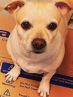Small tan dog sitting on a blue warning sign, looking at the camera