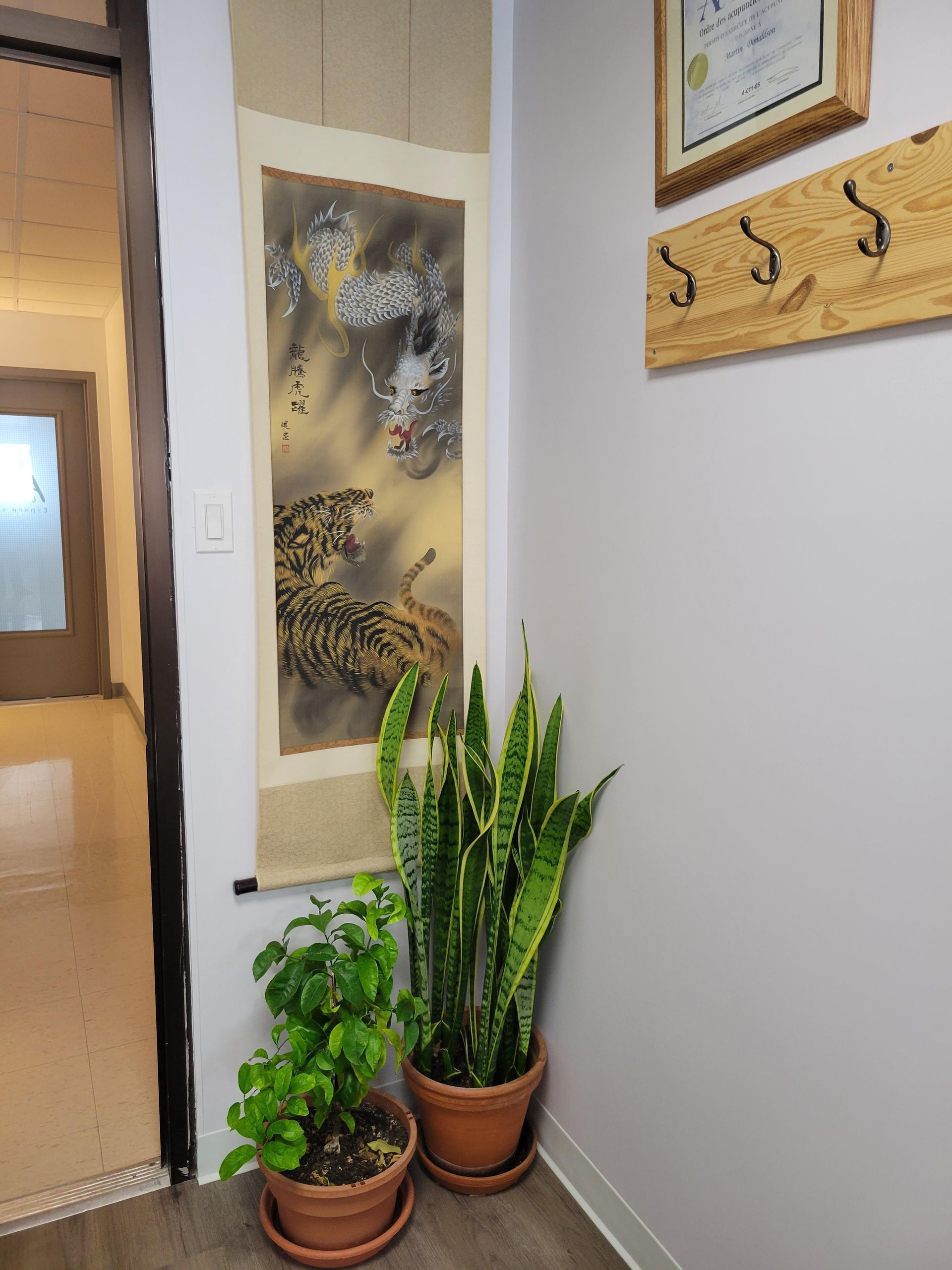 Des sansevierias en pot et une plante à feuilles vertes près d'une porte dans un couloir intérieur lumineux.