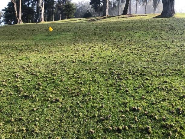 Aeration of Grass - St Peters, MO | Dart Landscaping and Lawncare