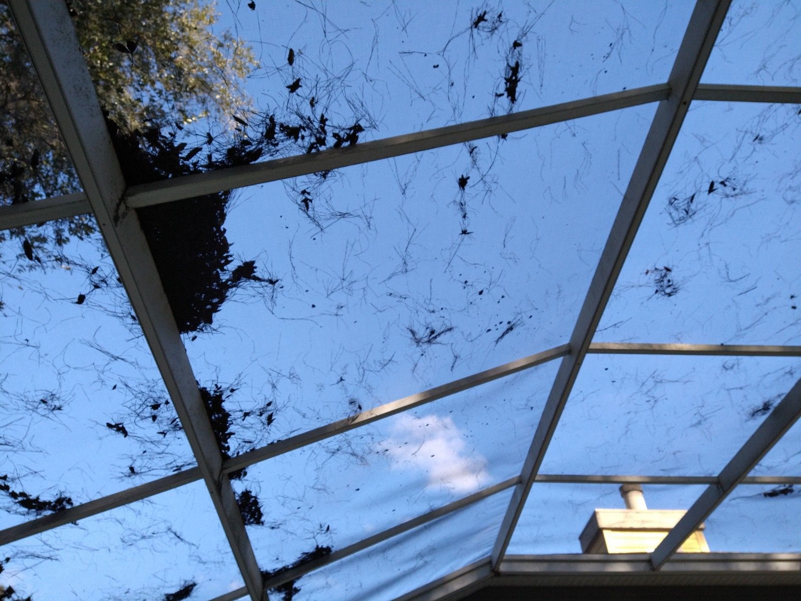 Screen Enclosure Cleaning Before