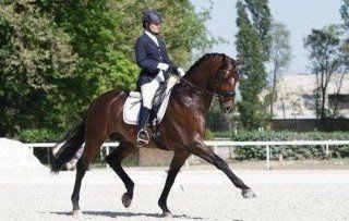 dressage completo