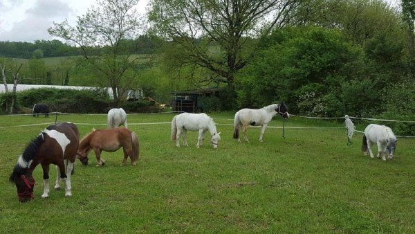 cavalli e pony