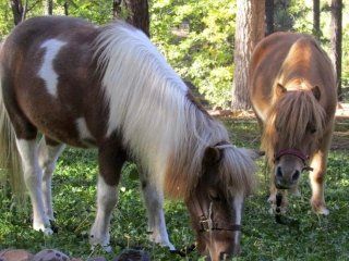 pony in toscana