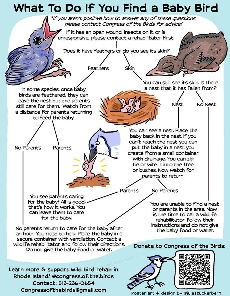 What to do if you find a baby bird Graphic