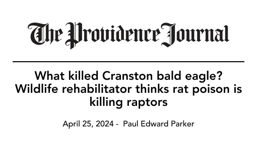 Newspaper headline: Bald eagle death possibly caused by rat poison in Cranston, Rhode Island.