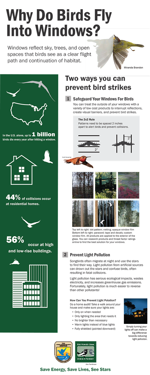 Infographic: explains why birds fly into windows, shows how to prevent strikes.