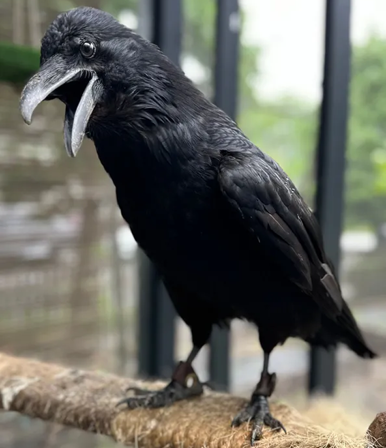 Black raven with open beak perched on a branch, in an enclosure.