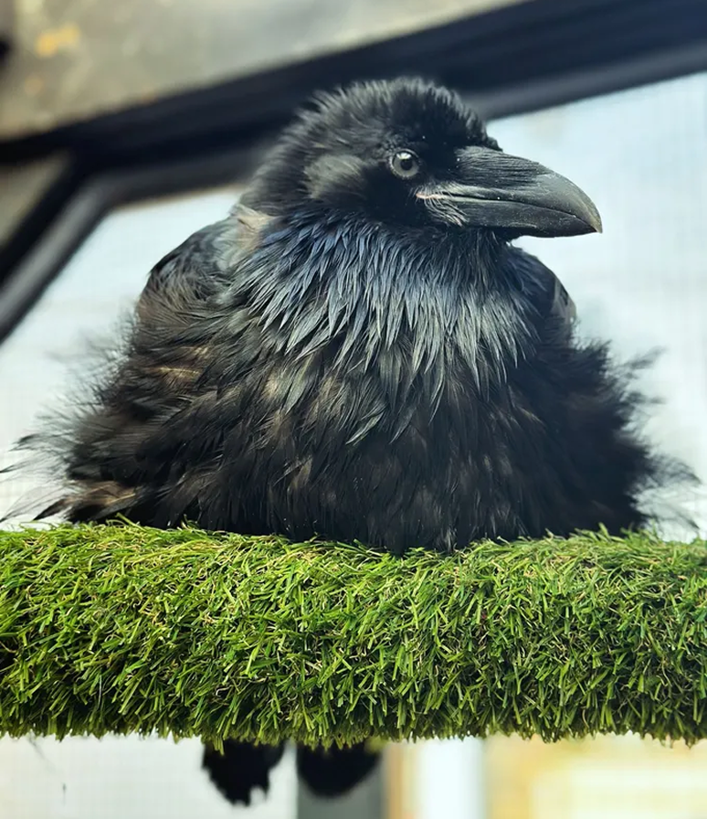 A black raven with ruffled feathers perches on a green, artificial grass-covered branch.