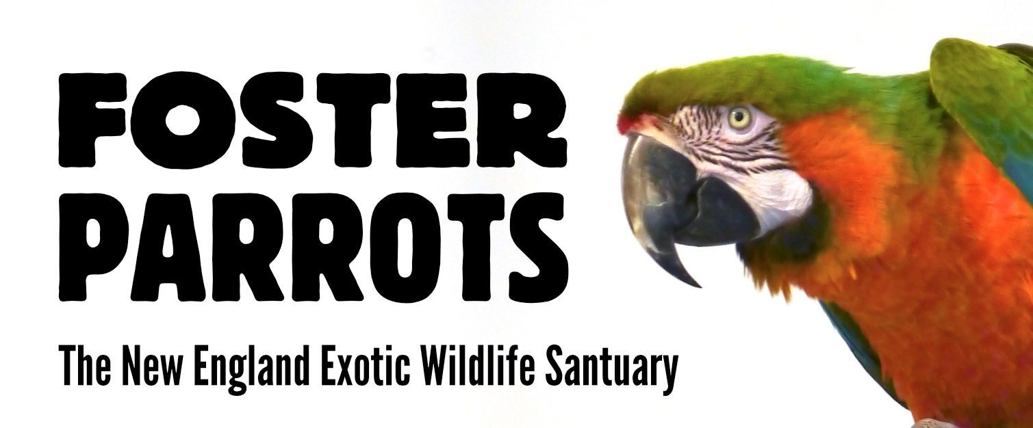 Foster Parrots: A colorful parrot, with text that promotes fostering parrots at The New England Exotic Wildlife Sanctuary.