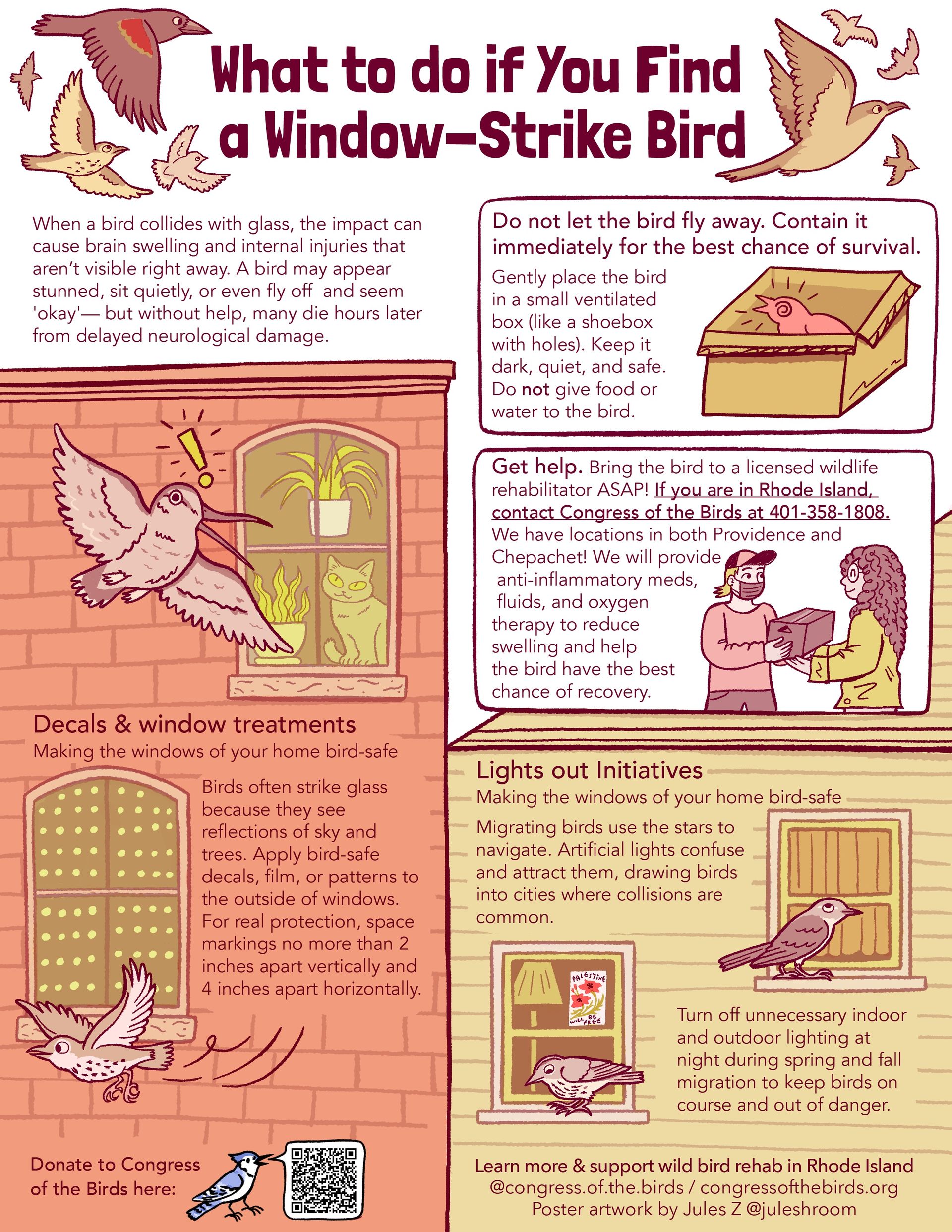What to do if you find a window-strike bird infographic