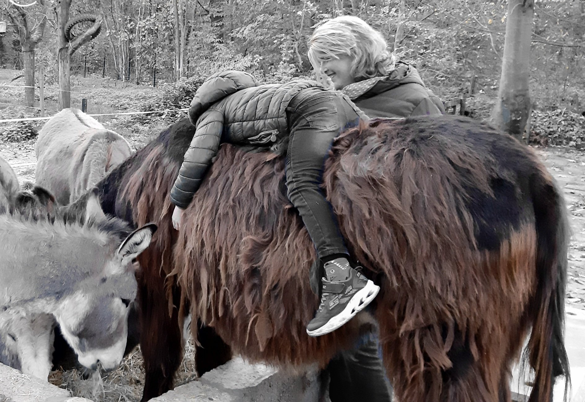 Een kind ligt op de rug van een ezel. Op Ezelavontuur Asinotherapie