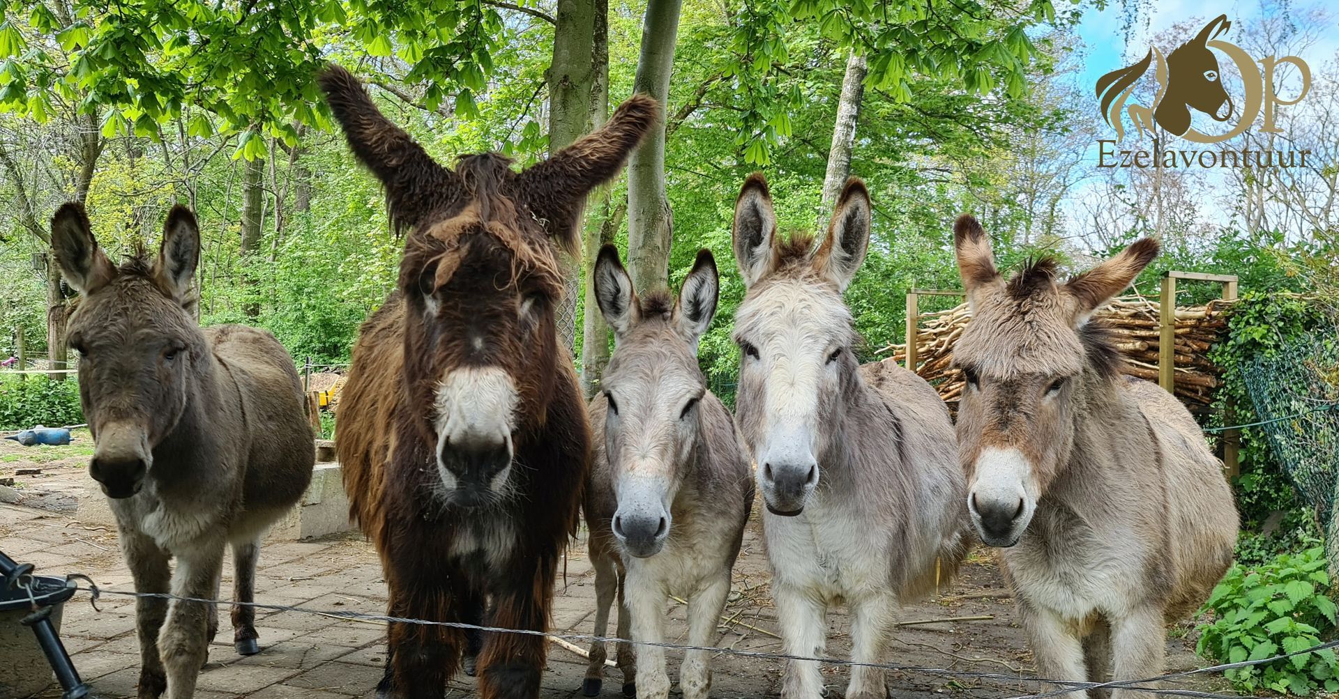 Ezels Op Ezelavontuur Poitou ezel  Ons Team