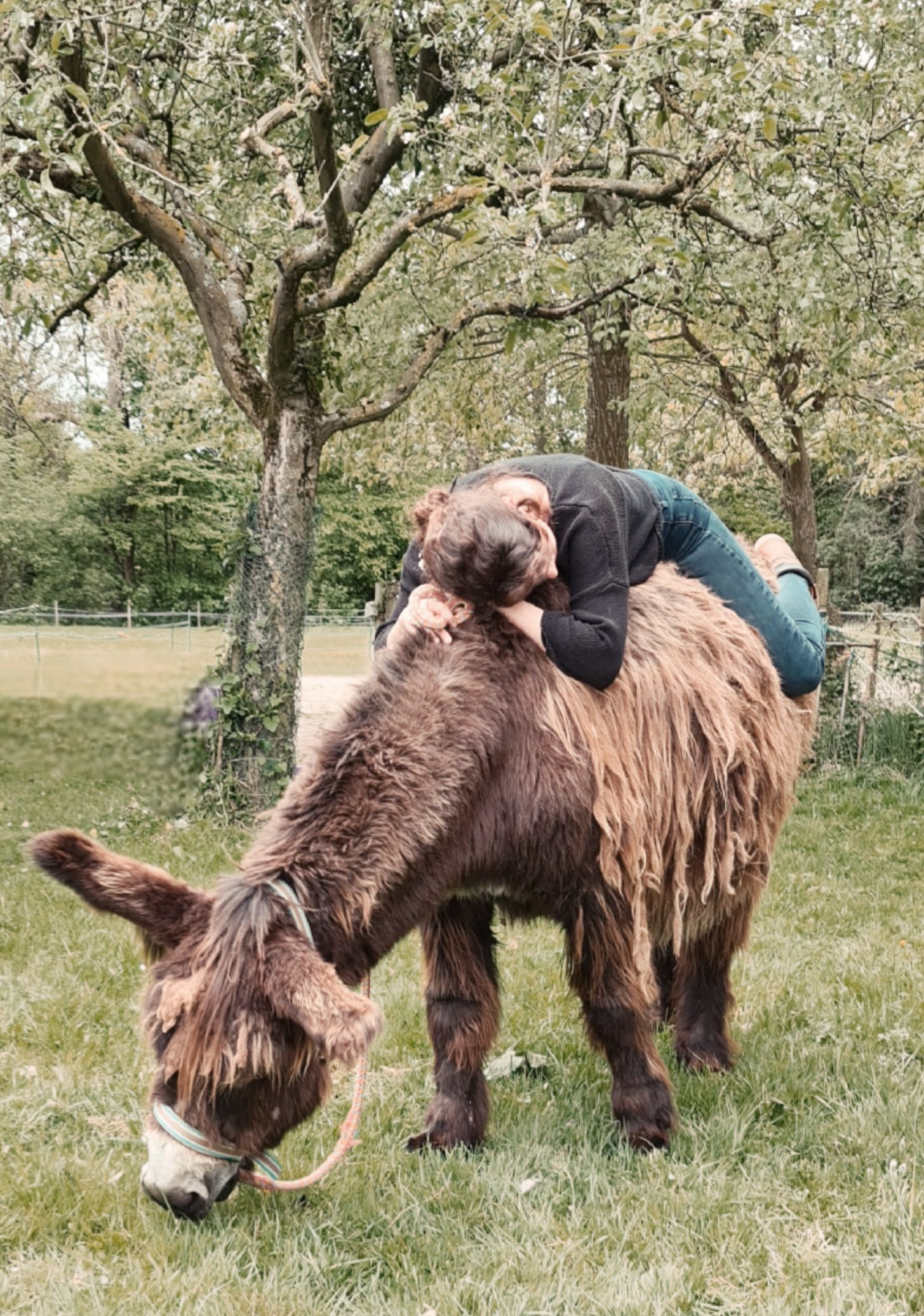 Een persoon ligt op een ezel in een veld. Asinotherapie Op Ezelavontuur