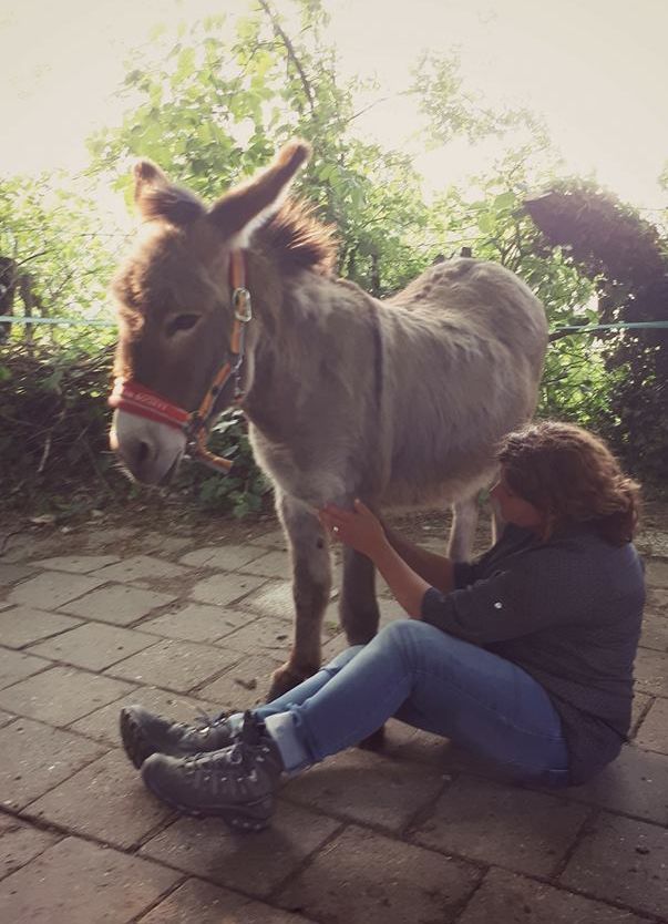 Een vrouw zit op de grond en aait een ezel. Mindfulness Op Ezelavontuur