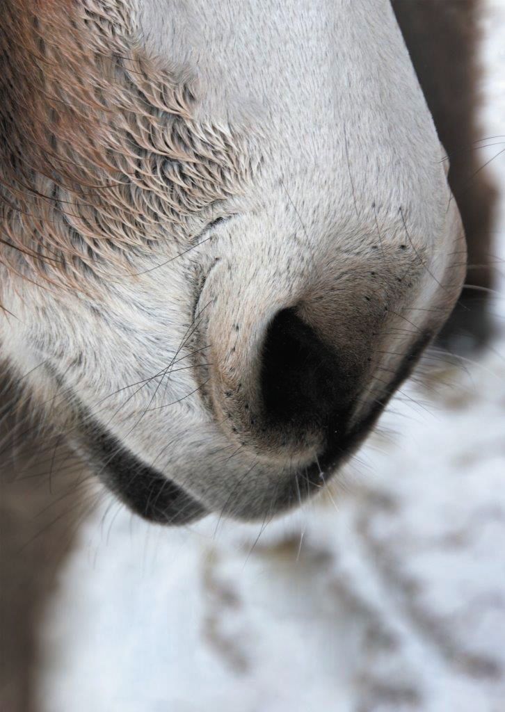 Een close-up van de neus van een ezel in de sneeuw. Ons Team Op Ezelavontuur