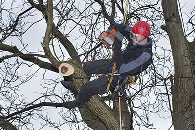 trimming trees