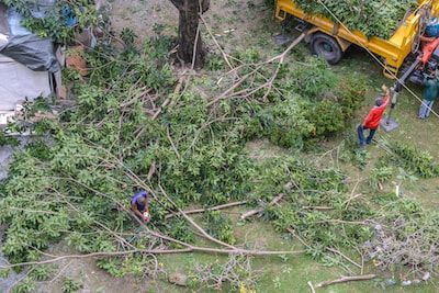 tree trimming
