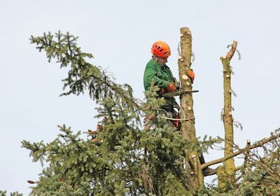 tree pruning
