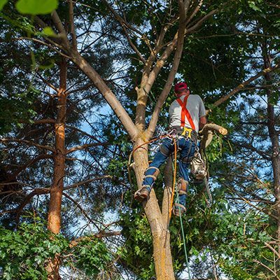 tree trimming little elm texas
