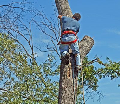 little elm tree trimming