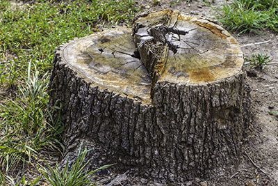 stump grinding