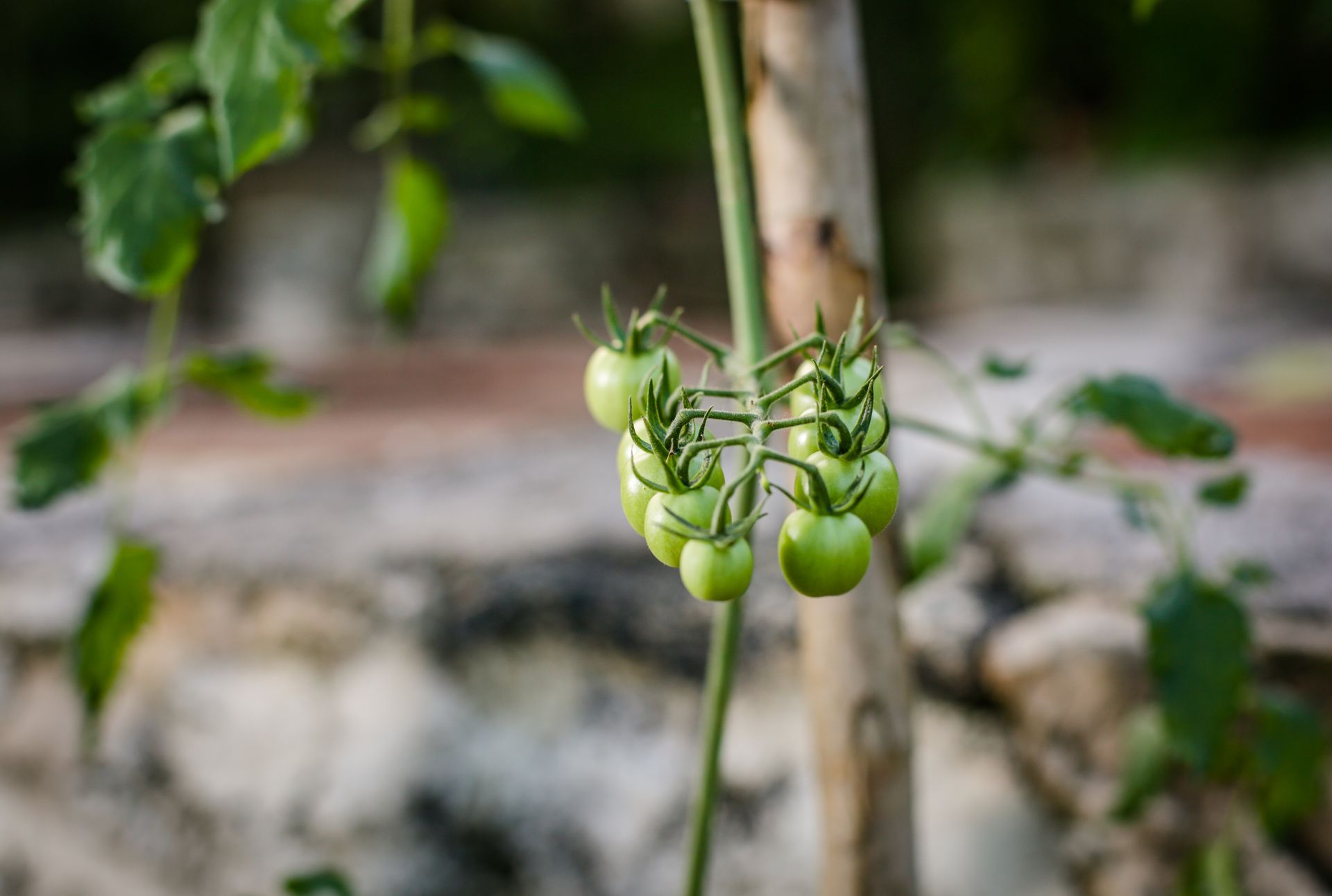 Tomates verdes creciendo en una enredadera, sostenidos por una estaca de madera, al aire libre.