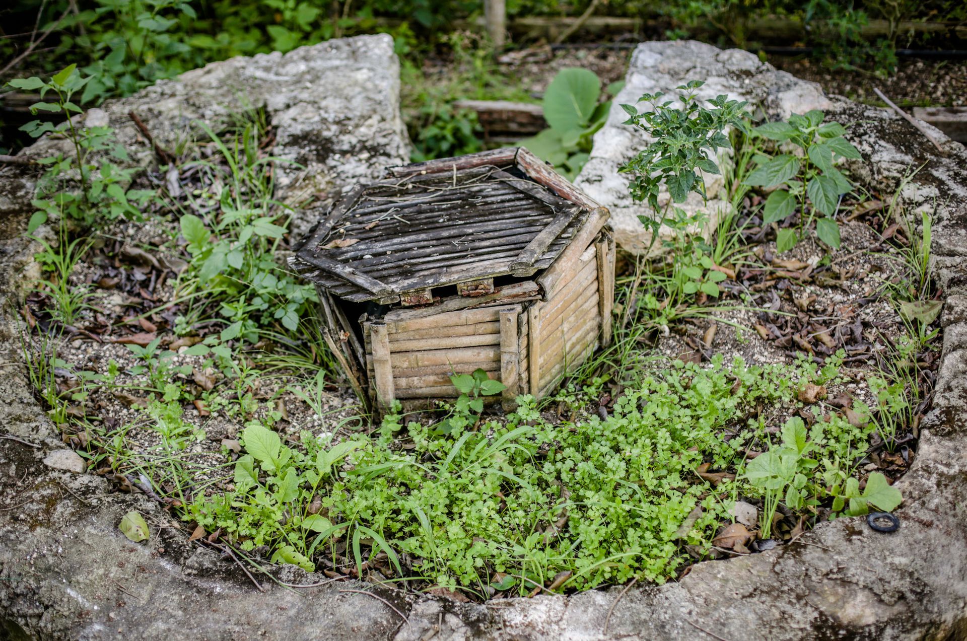 Una pequeña estructura de madera se encuentra en el centro de una estructura circular de piedra cubierta de plantas verdes.