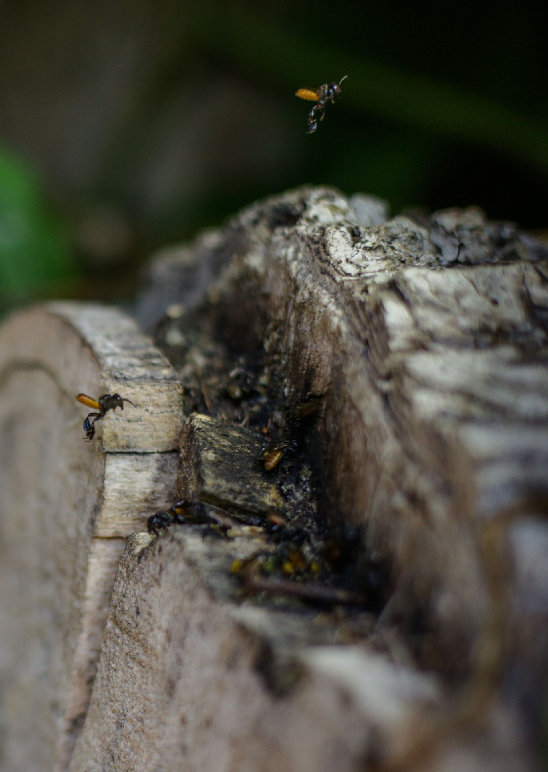 Abejas zumbando alrededor y sobre un tronco de árbol erosionado y cortado. Una abeja está en vuelo.