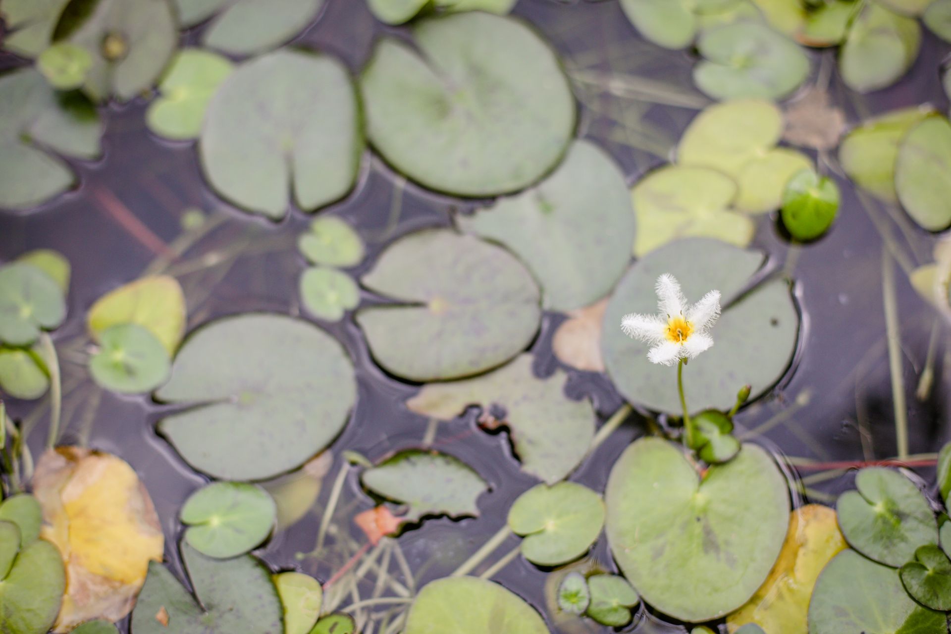 Los nenúfares flotan en el agua, con una pequeña flor blanca.