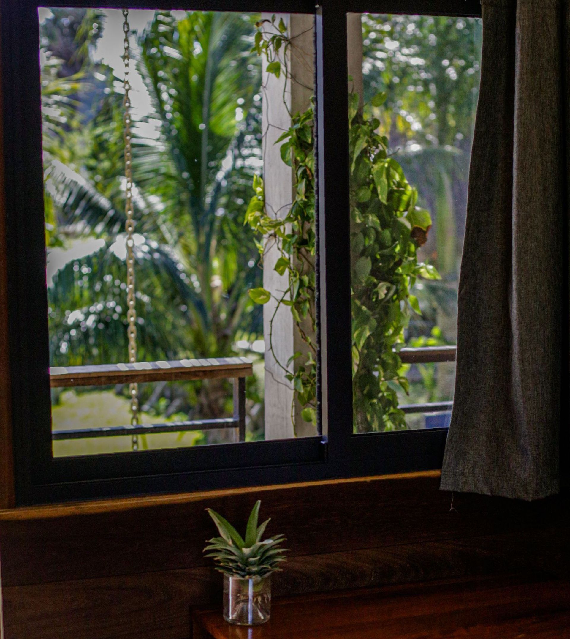 Ventana con vista a frondosos árboles y vides. Una pequeña suculenta reposa sobre una superficie de madera.