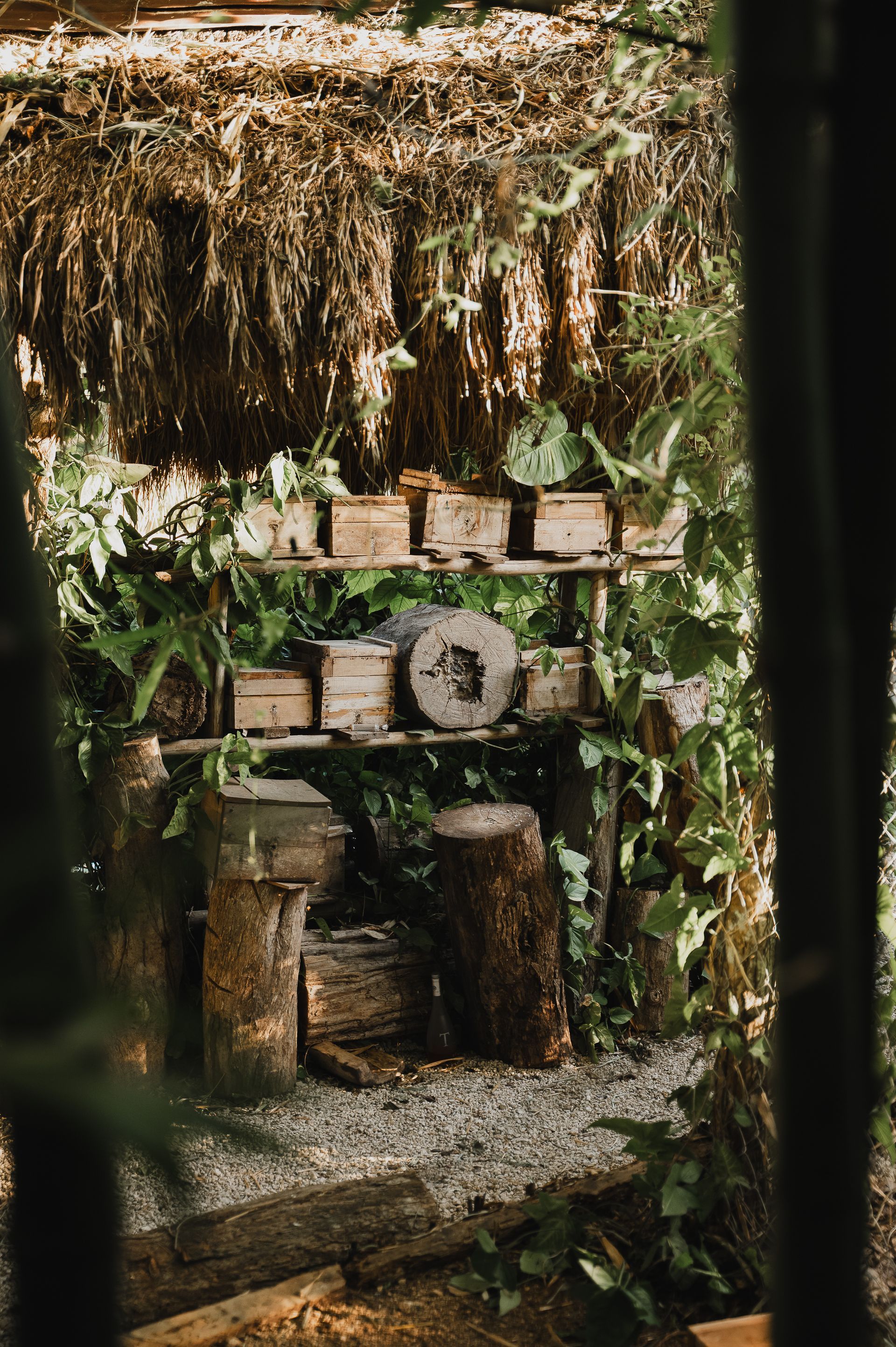 Colmenas y estructuras de madera, rodeadas de vegetación y techo de paja.