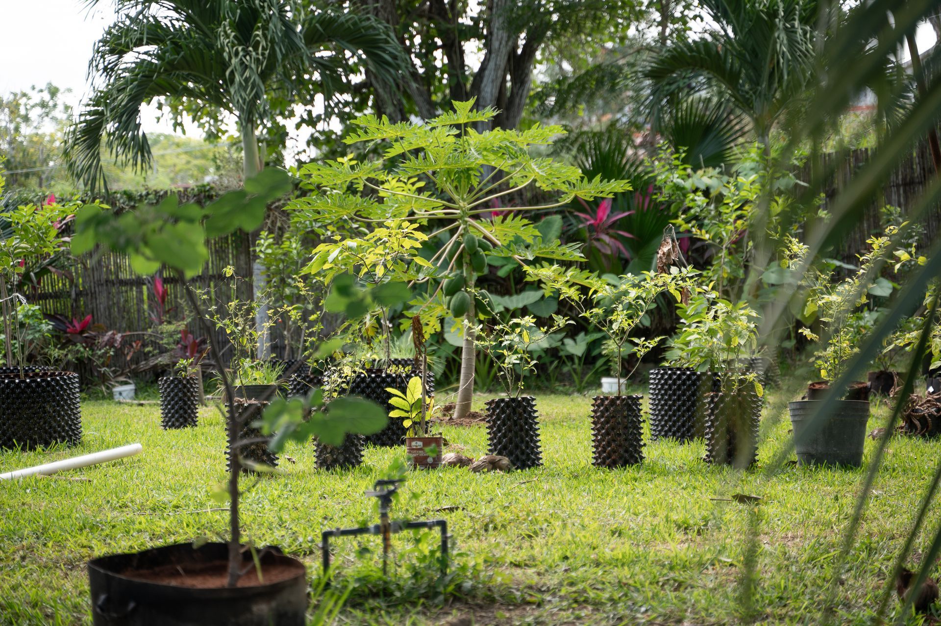 Patio verde exuberante con varias plantas en macetas de malla negra, incluido un árbol de papaya joven.