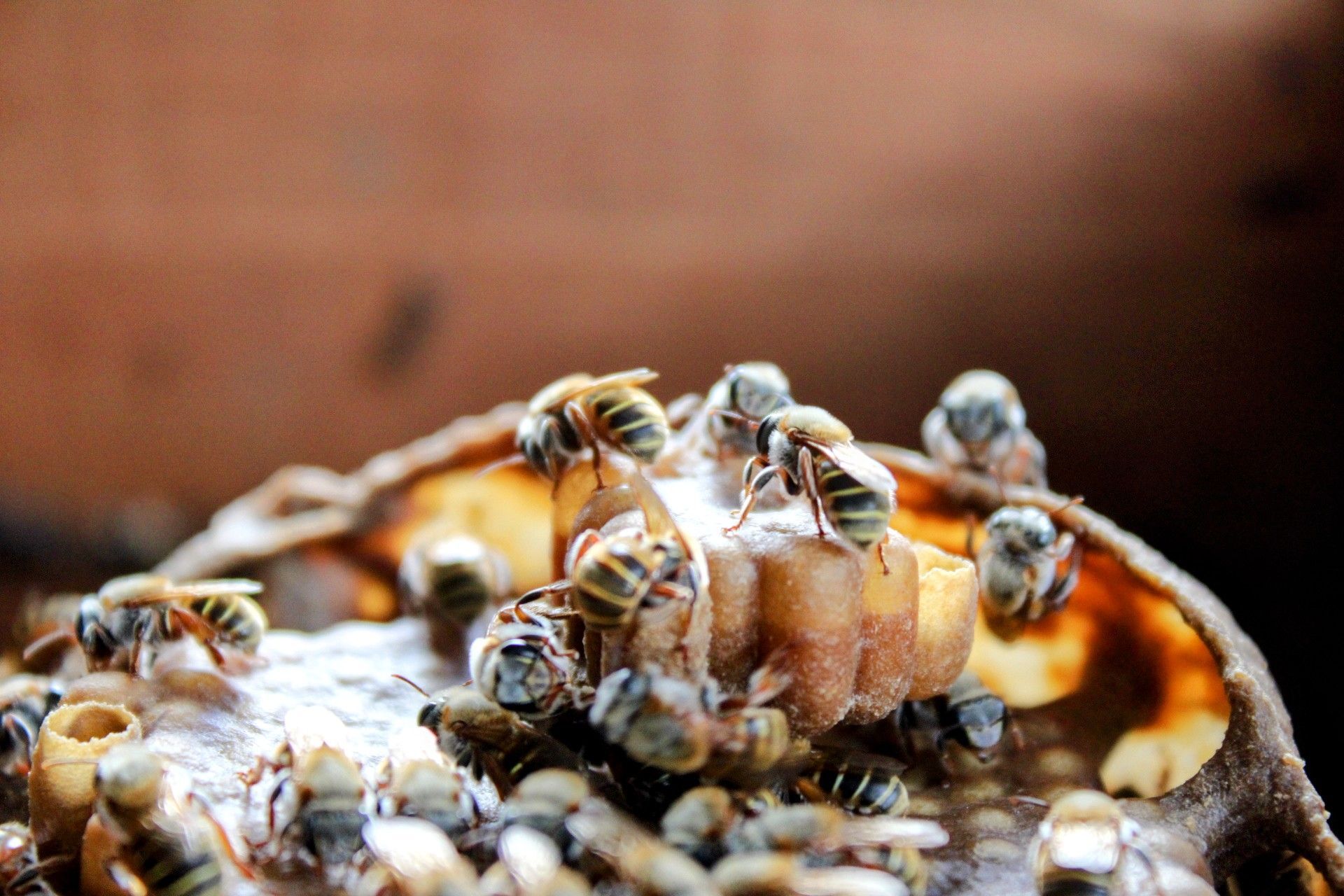 Abejas agrupadas en un panal dentro de una estructura de madera; algunas están buscando alimento.