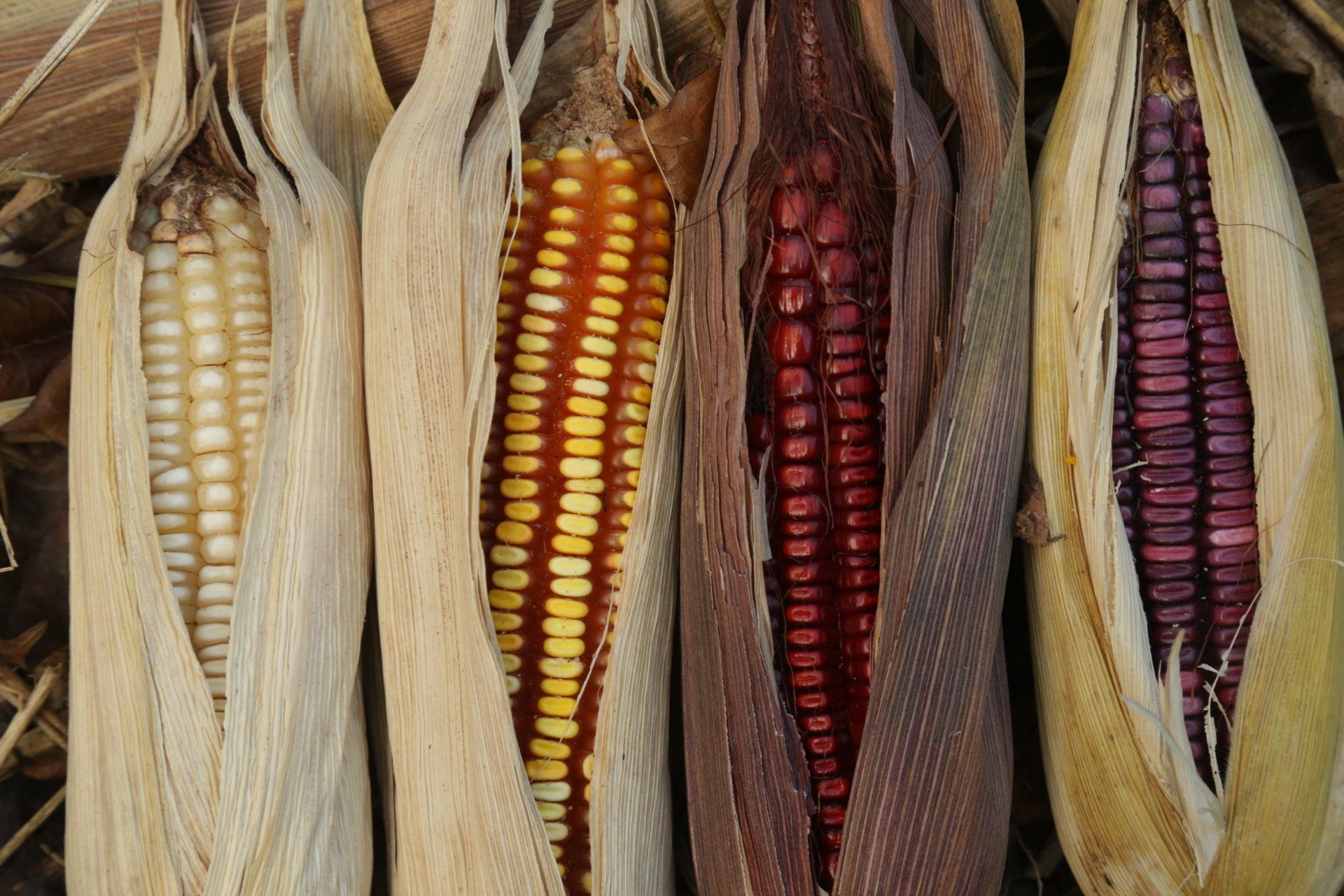 Cuatro mazorcas de maíz en hojas, cuyos colores varían desde el blanco hasta los granos rojos y morados.