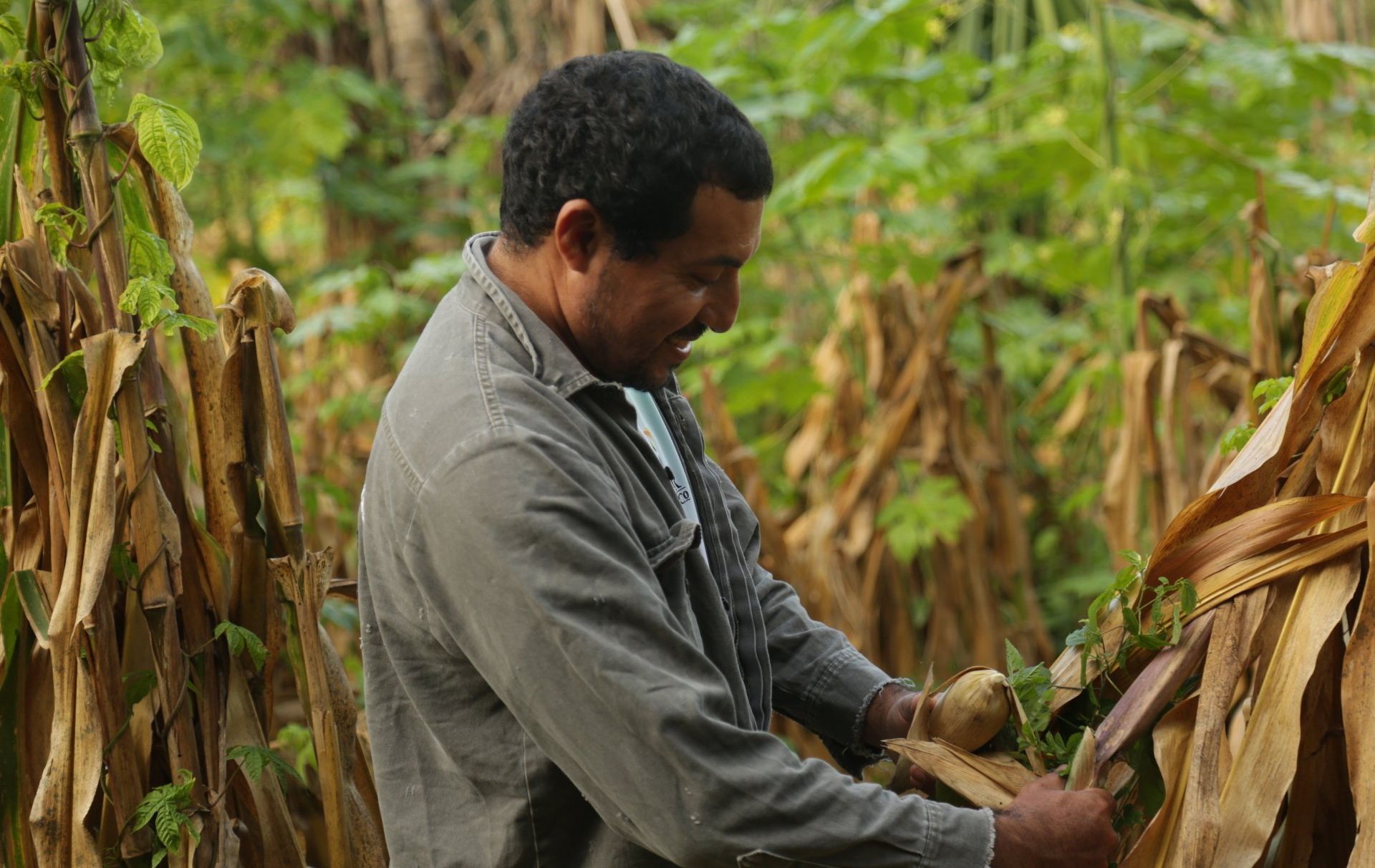Hombre cosechando cultivos en el campo.