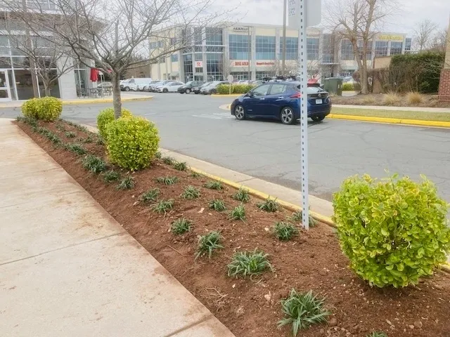 A garden bed with bright green shrubs and small plants surrounded by mulch next to a sidewalk and parking lot.