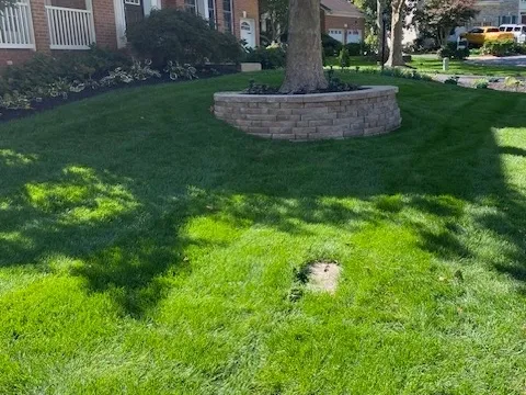 A lush green lawn features a tan brick tree ring and a small, rectangular concrete utility access cover in the foreground.