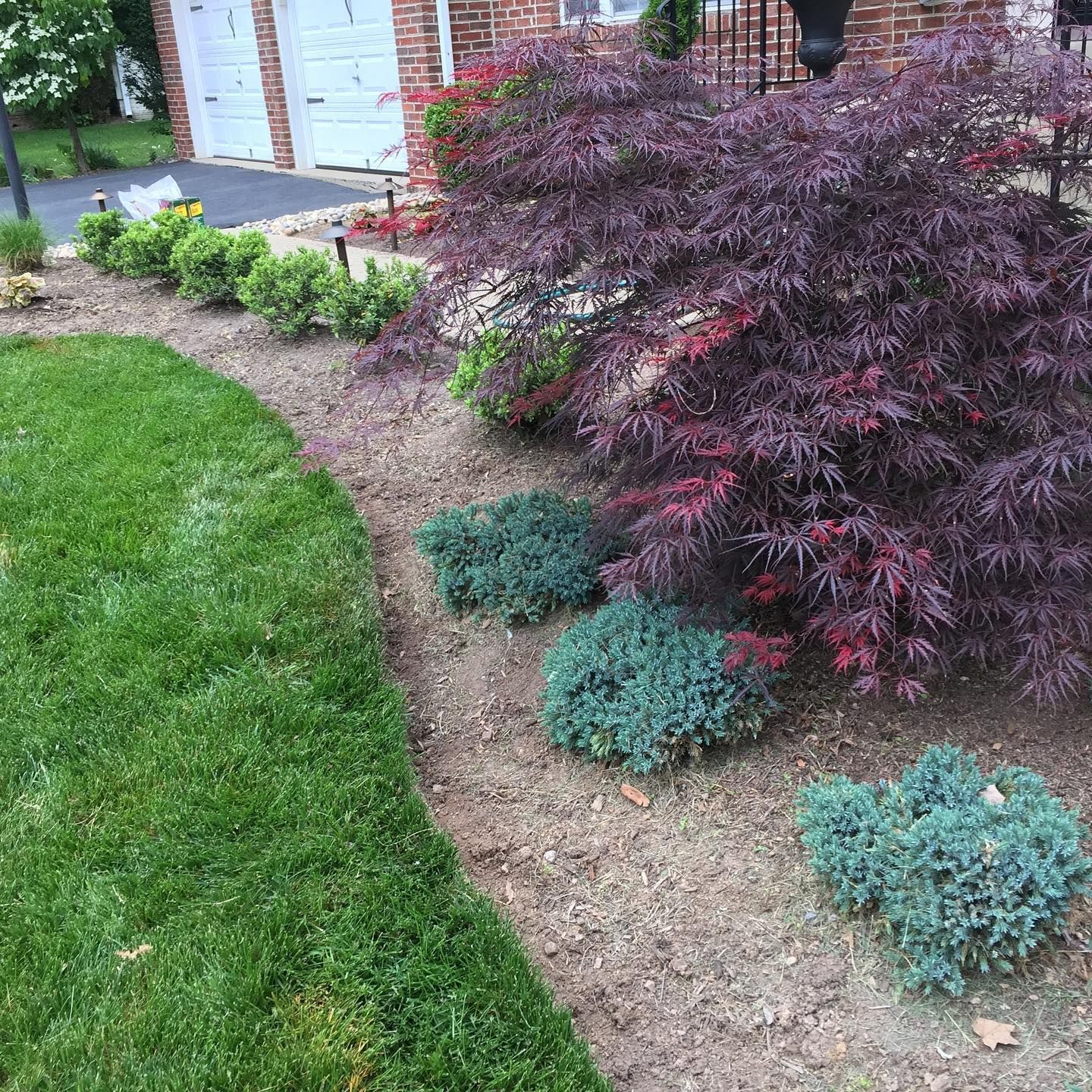 A lush red-leaf Japanese maple and small blue evergreen shrubs planted in mulch next to a green lawn and brick house.