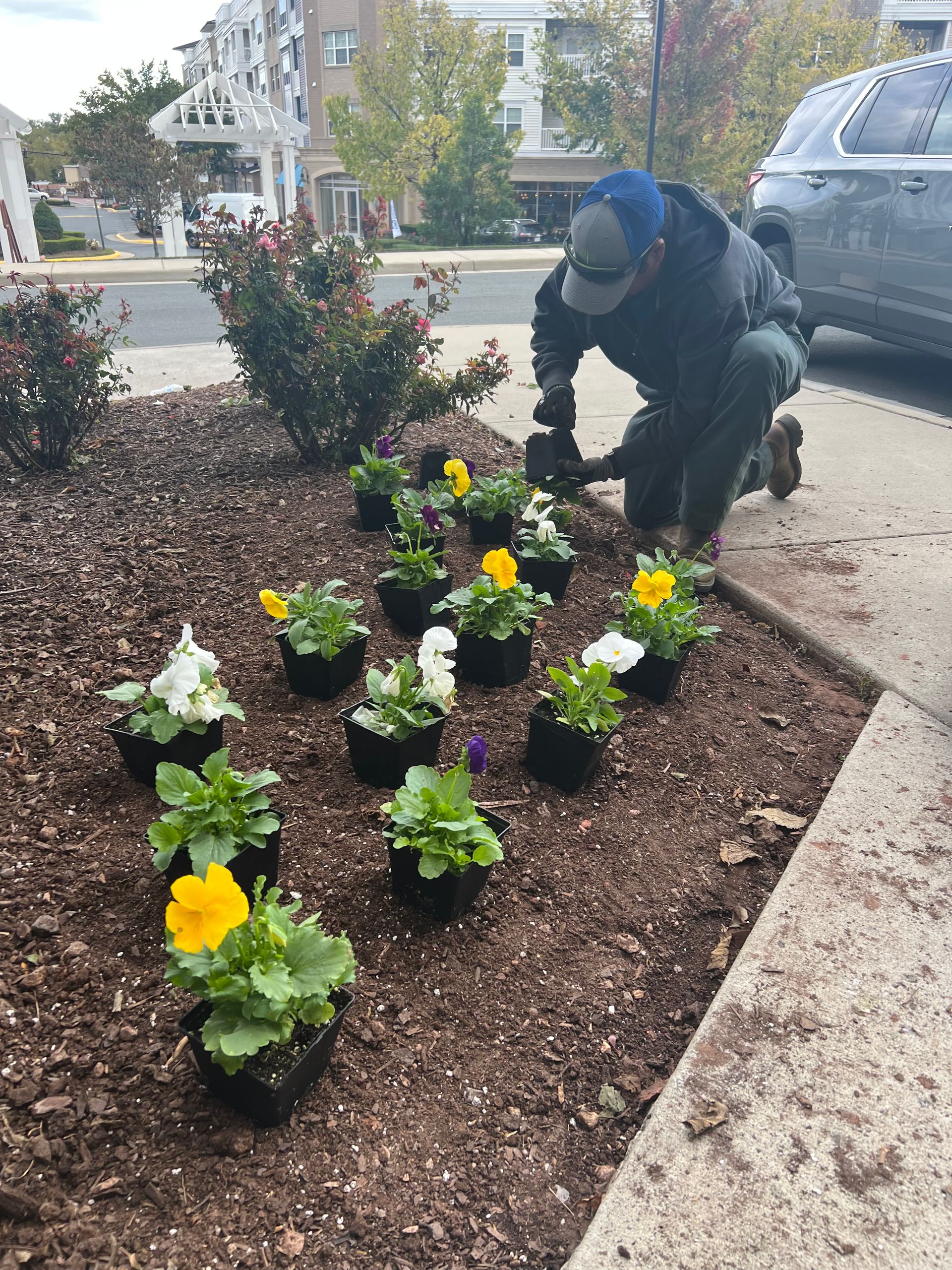 A person wearing a blue cap kneels in a mulched garden bed, planting yellow and white pansies into the soil.